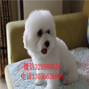 襄樊出售纯种小体比熊犬白色比熊犬比熊犬一只