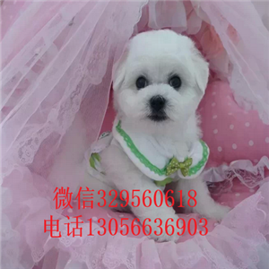 虹口哪里有卖纯种比熊犬白色比熊犬比熊犬多少