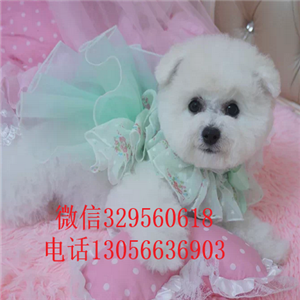 闵行出售纯种小体比熊犬出售极品比熊幼犬比熊