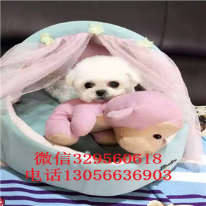 眉山哪里能买到纯种比熊犬小体比熊犬比熊犬价格多少法国卷毛比熊犬