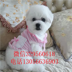 普陀哪里有卖纯种比熊犬小体比熊犬超级可爱比熊犬犬舍直接购买纯种卷毛比熊犬