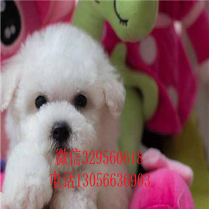 镇江哪里有卖纯种比熊犬茶杯比熊犬超级可爱比熊犬纯白色比熊宝宝