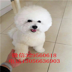 镇江哪里有卖纯种比熊犬茶杯比熊犬超级可爱比熊犬纯白色比熊宝宝