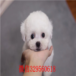 西安极品比熊纯种出售 品相极佳打好疫苗驱虫