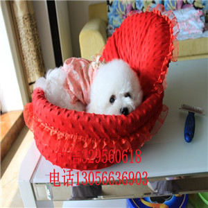 铜陵哪里能买到纯种比熊犬出售极品比熊幼犬比熊犬价格多少纯种健康比熊犬