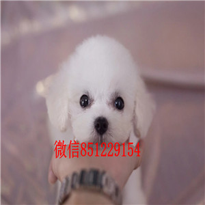 我家可爱小体比熊找新家