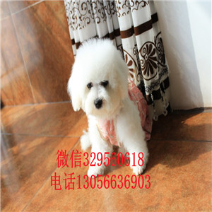 铜陵哪里能买到纯种比熊犬出售极品比熊幼犬比熊犬价格多少纯种健康比熊犬