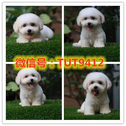 上海精品比熊出售