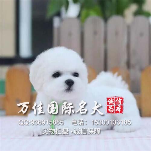 北京哪里有卖纯种健康的小体比熊犬 多少钱