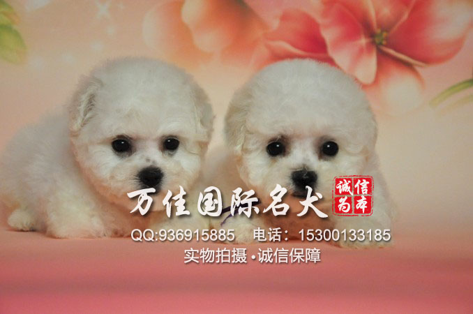 北京哪里有卖纯种健康的小体比熊犬 多少钱