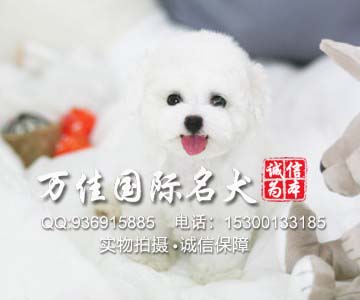 北京哪里有卖纯种健康的小体比熊犬 多少钱