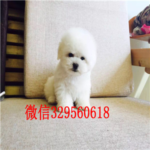 盘锦哪里有比熊犬出售小体比熊犬比熊多少钱比熊好养吗