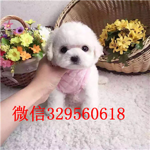 焦作哪里有比熊犬出售小体比熊犬茶杯比熊犬棉