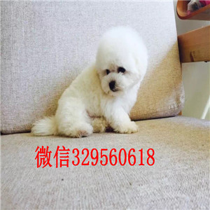 盘锦哪里有比熊犬出售小体比熊犬比熊多少钱比熊好养吗