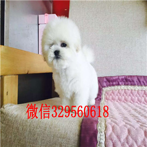 辽阳哪里有比熊犬出售出售纯种健康的比熊犬茶