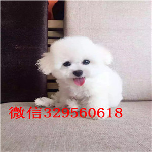 青岛出售纯种比熊犬比熊犬哪里有多少钱比熊掉毛吗比熊好养吗