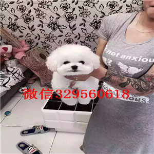 平顶山出售纯种比熊犬比熊犬哪里有多少钱白色