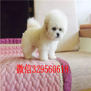 牡丹江哪里有比熊犬出售高品质小体比熊幼犬白色比熊犬比熊好养吗