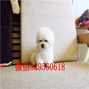 福州出售纯种比熊犬高品质小体比熊幼犬白色比