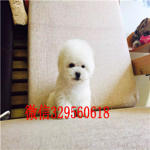 盘锦哪里有比熊犬出售小体比熊犬比熊多少钱比熊好养吗