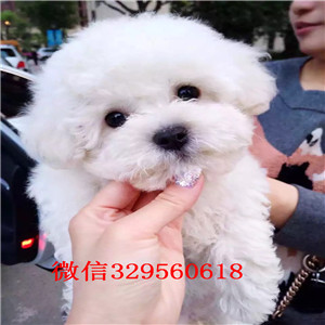 平顶山出售纯种比熊犬比熊犬哪里有多少钱白色比熊犬比熊好养吗