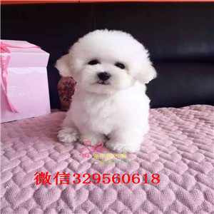 牡丹江哪里有比熊犬出售高品质小体比熊幼犬白色比熊犬比熊好养吗