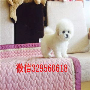 黑河出售纯种比熊犬小体比熊犬比熊掉毛吗比熊