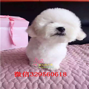 吉林哪里有比熊犬出售出售纯种健康的比熊犬比