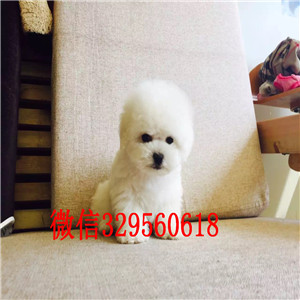 盘锦哪里有比熊犬出售小体比熊犬比熊多少钱比