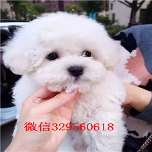 淮北出售纯种比熊犬出售纯种健康的比熊犬比熊掉毛吗纯种比熊卖多少钱