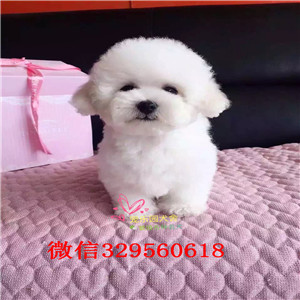 淮北出售纯种比熊犬出售纯种健康的比熊犬比熊掉毛吗纯种比熊卖多少钱