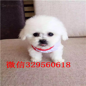 青岛出售纯种比熊犬比熊犬哪里有多少钱比熊掉毛吗比熊好养吗