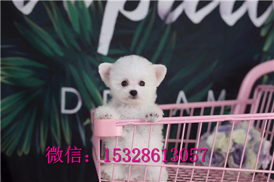 青岛哪里有卖比熊犬纯白色比熊犬多少钱茶杯犬好养吗比熊犬舍