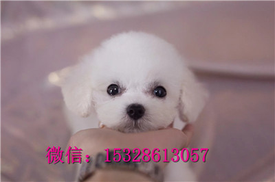 承德市哪里能买到纯种比熊犬纯种比熊犬多少钱茶杯犬好养吗健康比熊犬幼犬