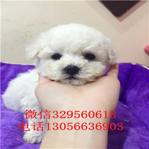 鸡西哪里有卖比熊犬小体比熊多少钱一只比熊犬