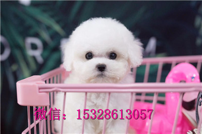 青岛哪里有卖比熊犬纯白色比熊犬多少钱茶杯犬好养吗比熊犬舍