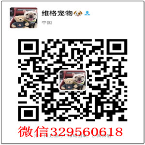 衡阳哪里卖比熊便宜 衡阳哪里卖比熊 衡阳比熊