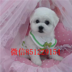 呼和浩特本地哪里有卖比熊犬多少钱一只 比熊