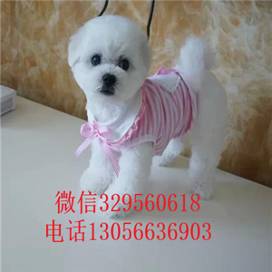 黑河哪里能买到比熊犬白色比熊犬价格比熊犬犬