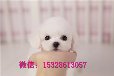 白山哪里能买到纯种比熊犬赛级比熊犬价格茶杯