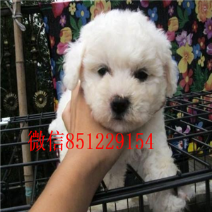 ?？诒镜乇刃芏嗌偾恢幻藁ㄌ潜刃芏嗌偾恢? width=80px height=80px /></div><div   id=