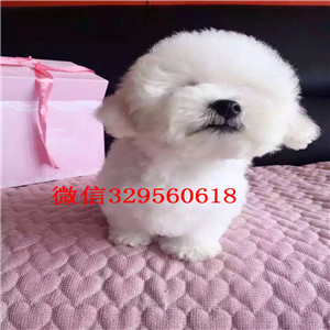 呼和浩特哪里有卖纯种健康的小体比熊犬 多少