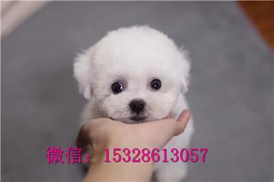 承德市哪里能买到纯种比熊犬纯种比熊犬多少钱茶杯犬好养吗健康比熊犬幼犬