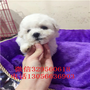 昌吉哪里能买到比熊犬白色比熊犬价格比熊犬图
