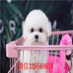 珠海哪里有卖比熊犬  纯种比熊犬多少钱一只  小体比熊  白色比熊  比熊出售