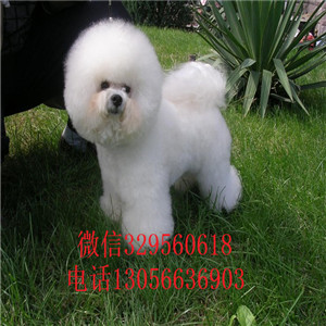  周口哪里有卖比熊幼犬 比熊卷毛狗 小体比熊