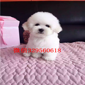  ?？谌嶙韵?纯种卷毛比熊犬小体比熊犬多少钱小体比熊 茶杯犬比熊三个月比熊幼犬多重