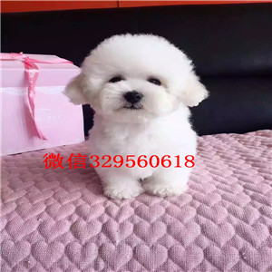  ?？谌嶙韵?纯种卷毛比熊犬小体比熊犬多少钱小体比熊 茶杯犬比熊三个月比熊幼犬多重