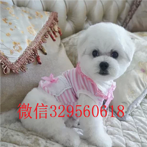  福州哪里有纯种比熊犬白色比熊幼犬多少钱棉花糖比熊超小体比熊幼犬比熊图片 比熊价格