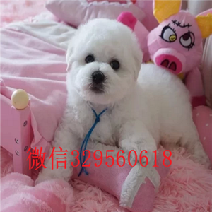 上海南汇区哪里卖比熊便宜 上海南汇区哪里卖比熊 上海南汇区比熊多少钱